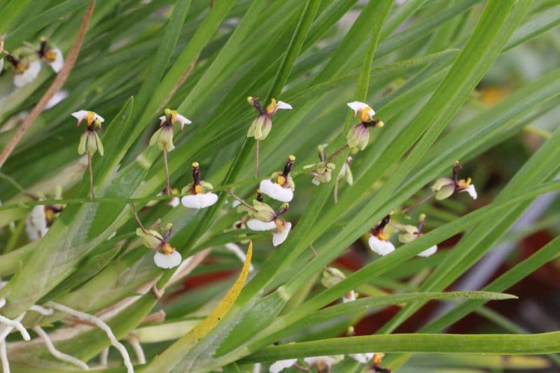 Sigmatostalix radicans