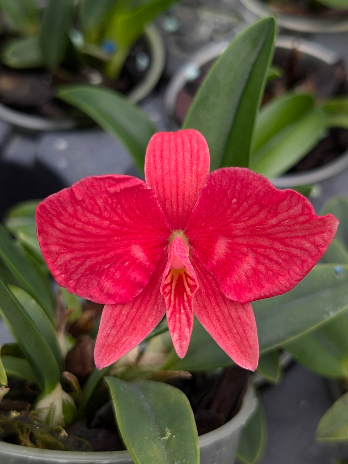 Sophronitis brevipedunculata