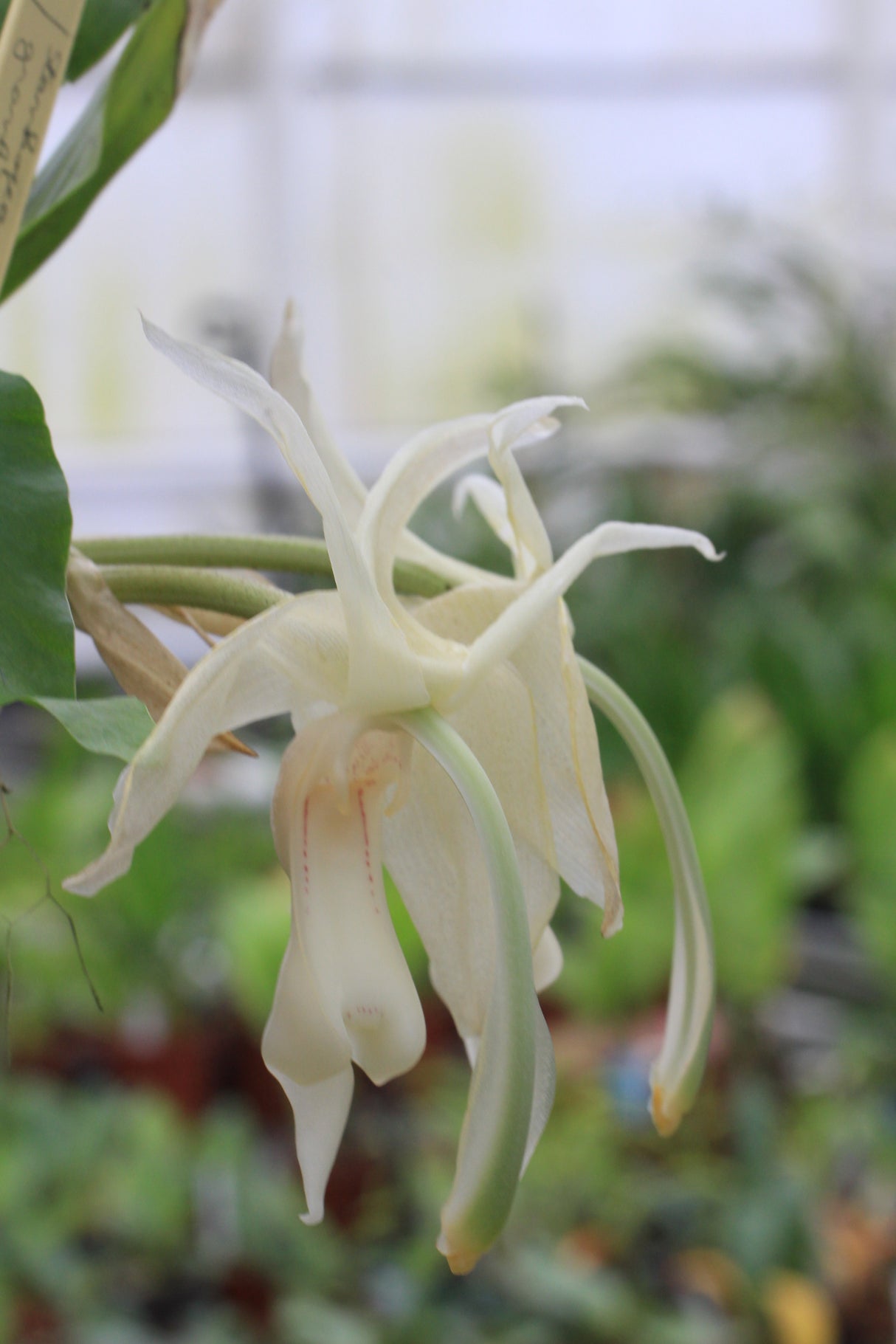 Stanhopea grandiflora