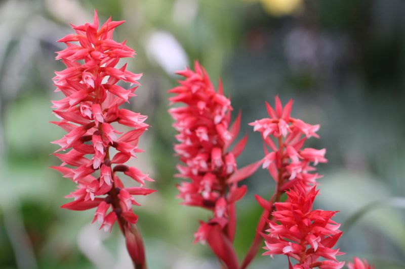 Stenorrhynchos speciosum