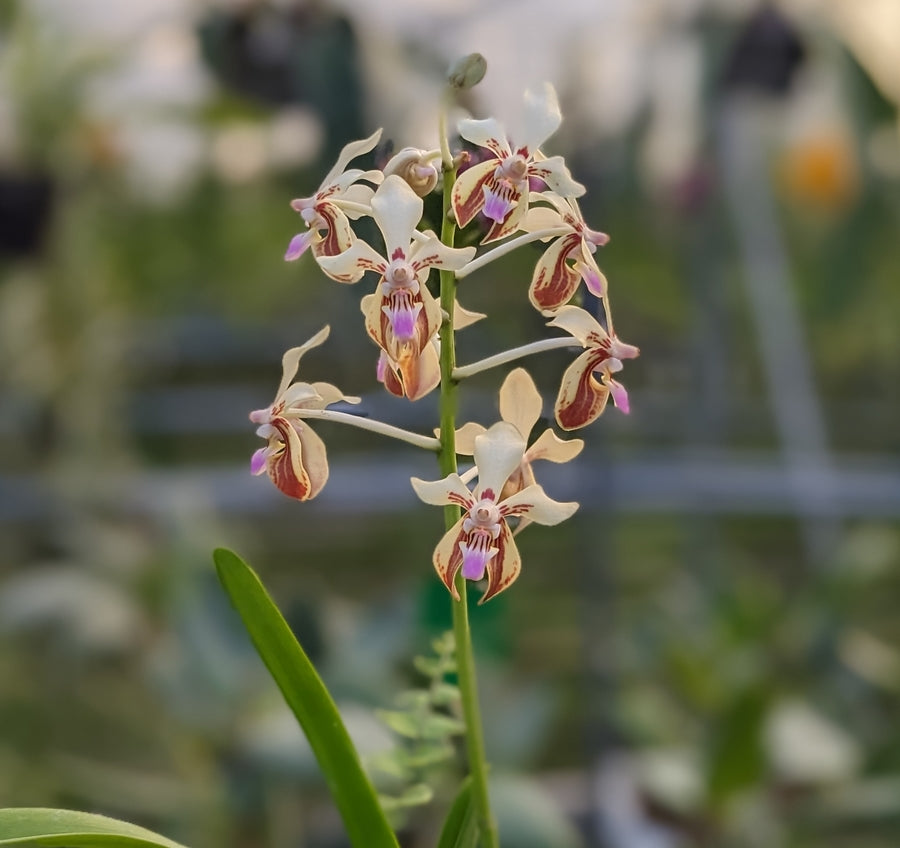 Fleurs du Vanda lamellata, blanches, marron et labelle rose foncé/violet
