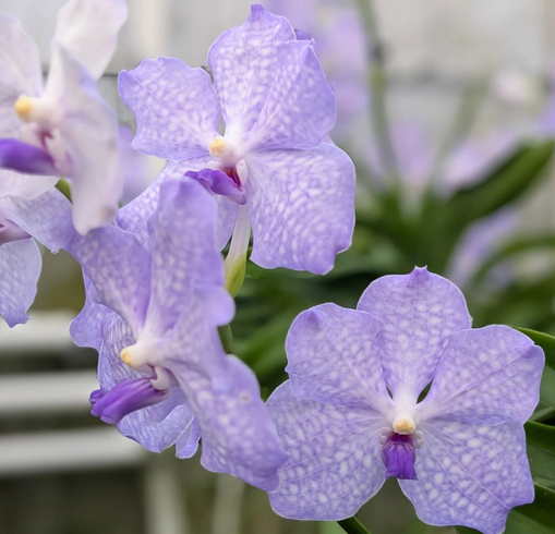 Vanda Kanchana
