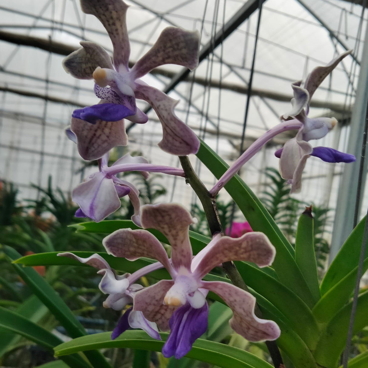 Vanda tesselata "Blue"
