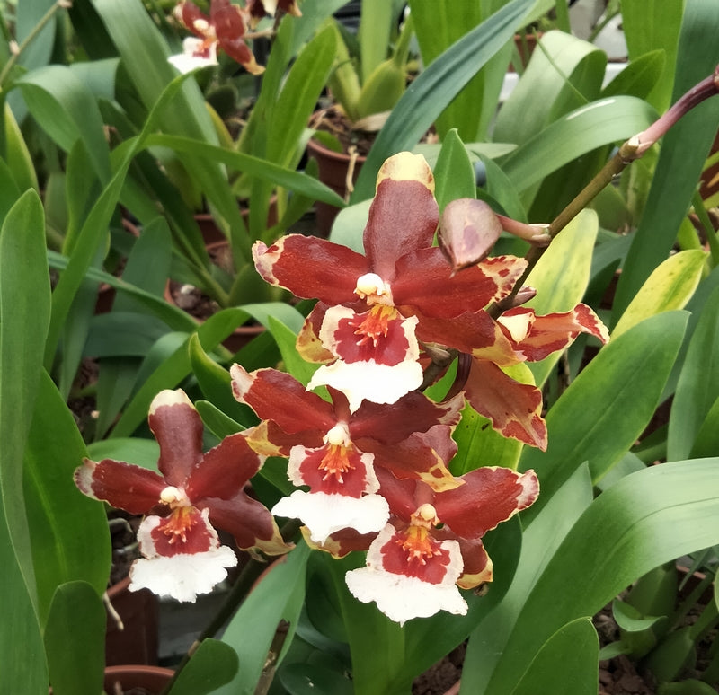 Vuylstekeara Tobacco