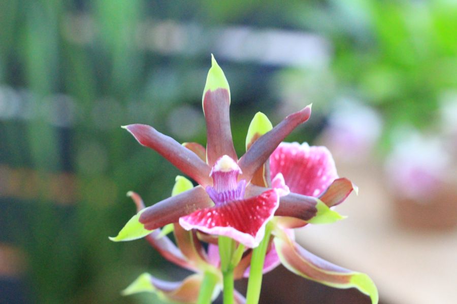 Zygopetalum Louisendorf