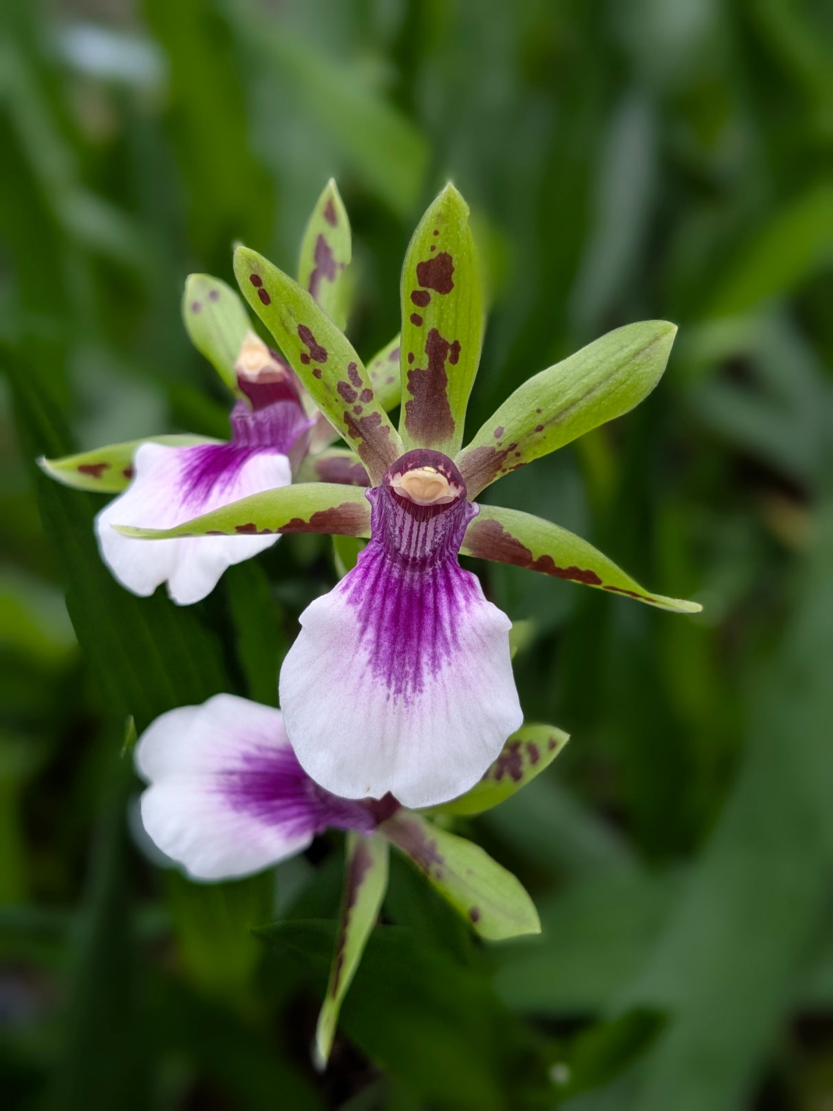 Zygopetalum Peppermint