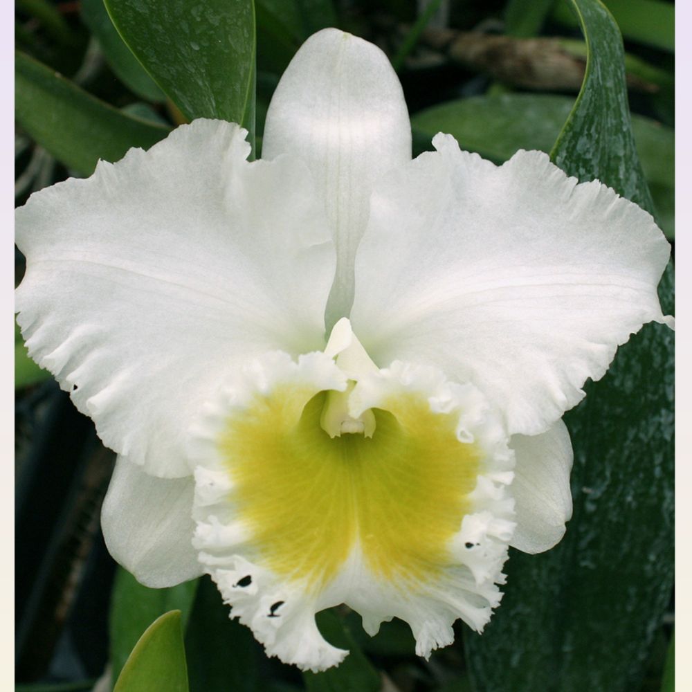 Cattleya Burdekin Wonder "Lakeland"