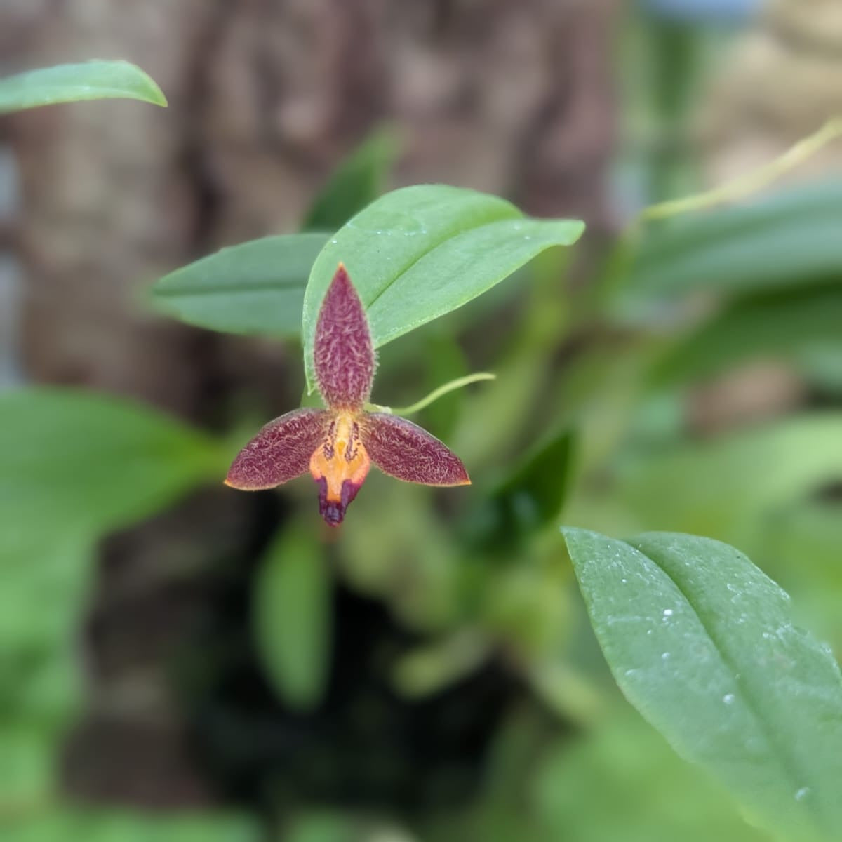 bulbophyllum geniculiferum