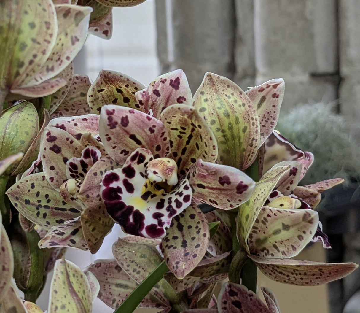 Cymbidium Magic Vogel