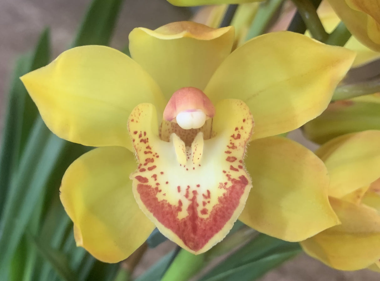 Cymbidium Indian Summer