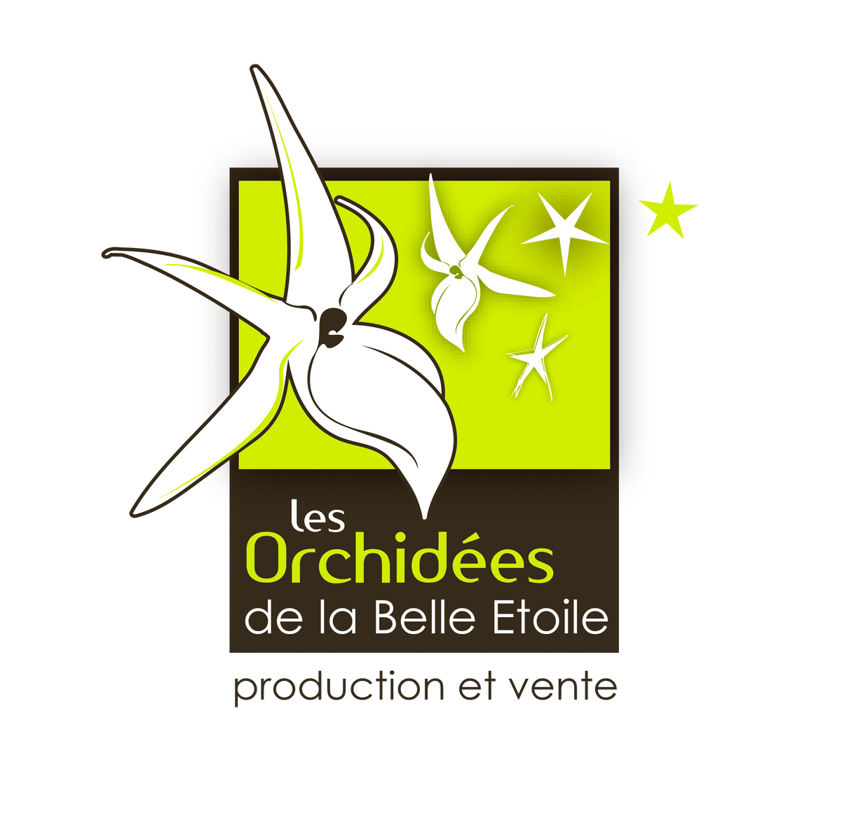 Bulbophyllum sutepense