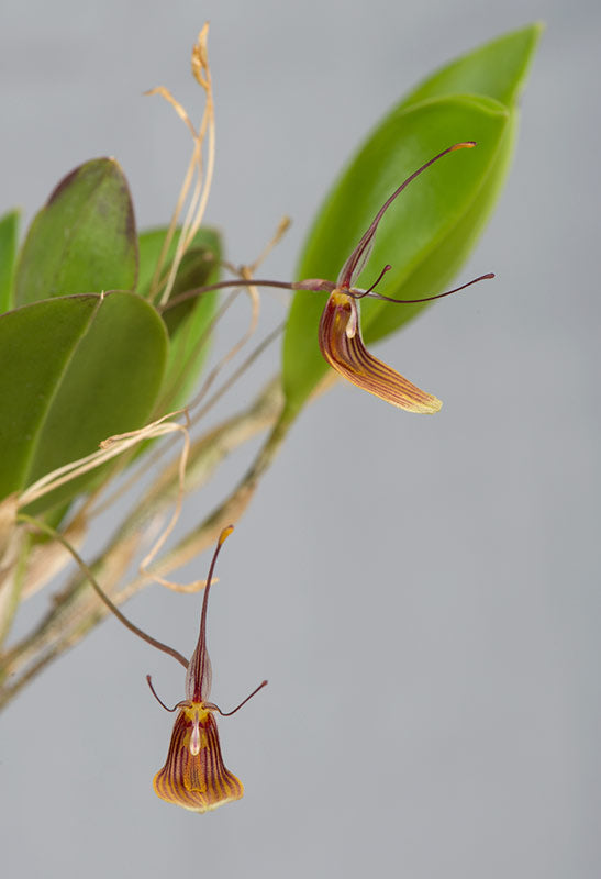 restrepia-tricholossa