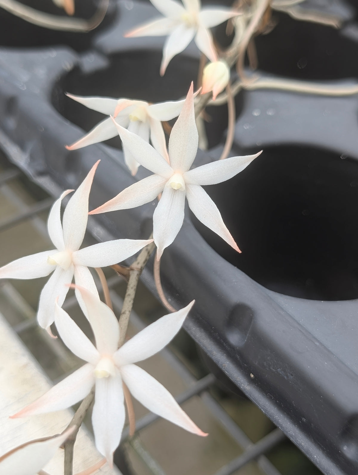 Aerangis biloba
