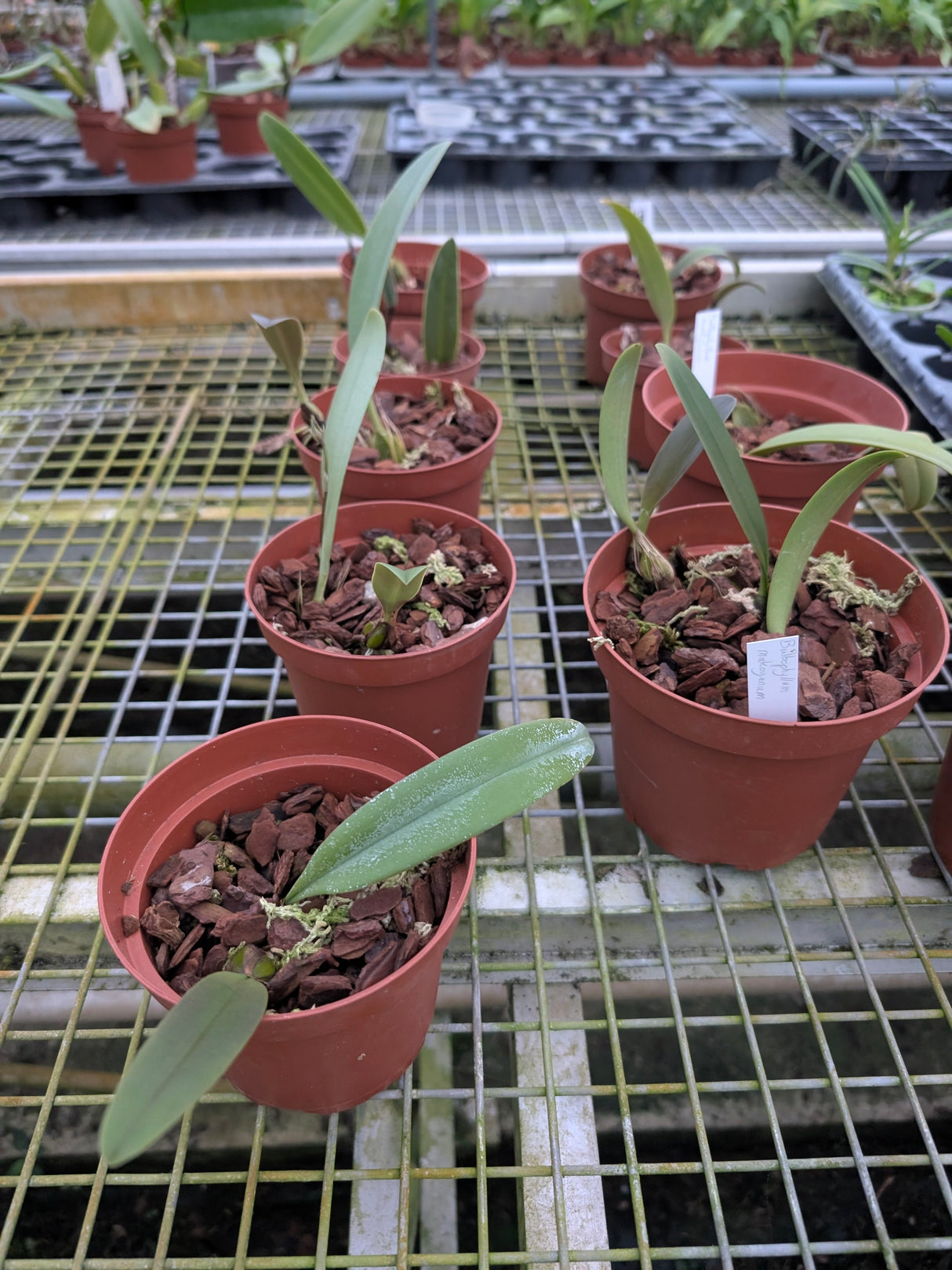 Bulbophyllum makoyanum