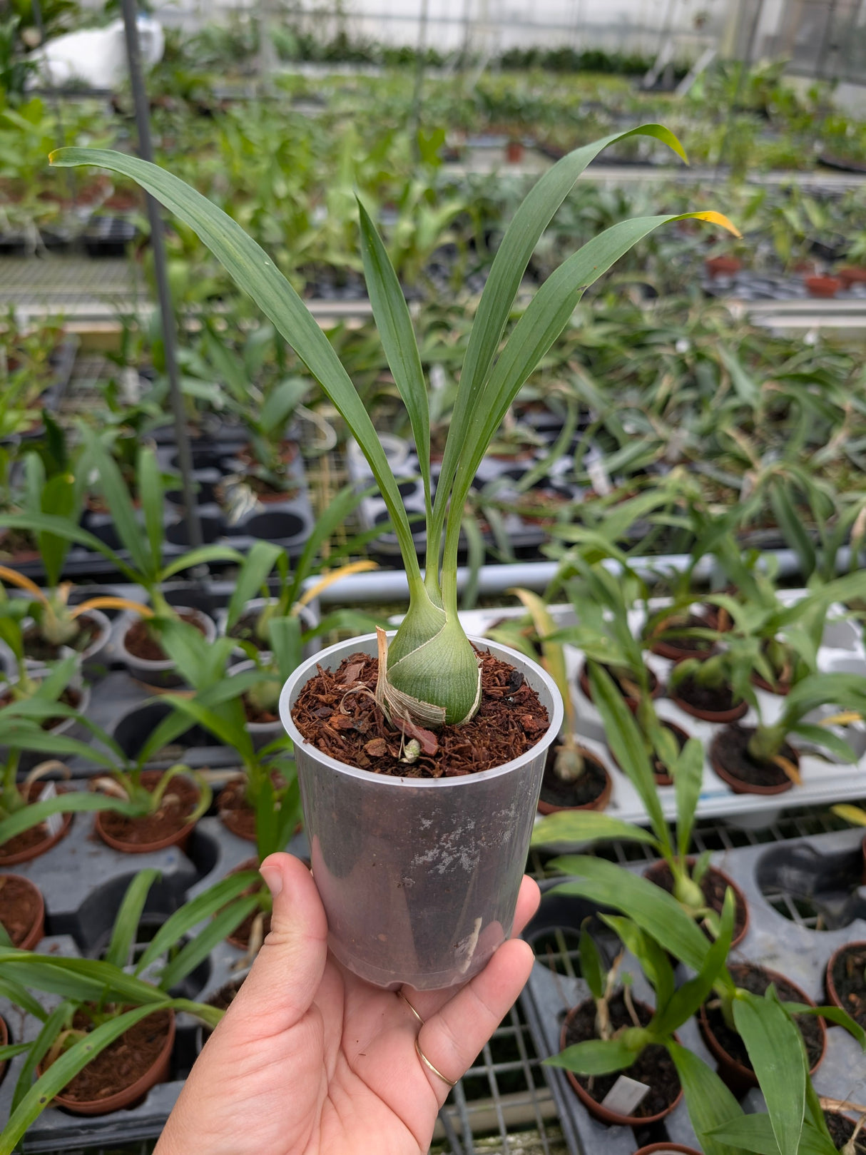 Clowesia Rebecca Northen x Mormodes tezontle