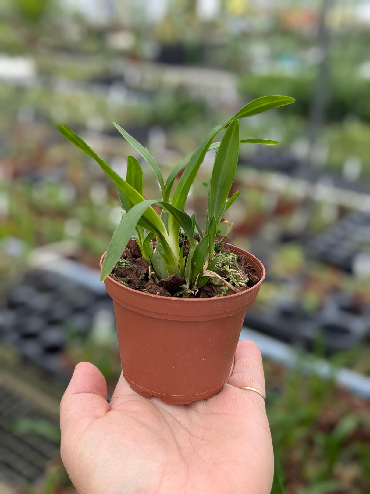 Mexicoa ghiesbreghtiana