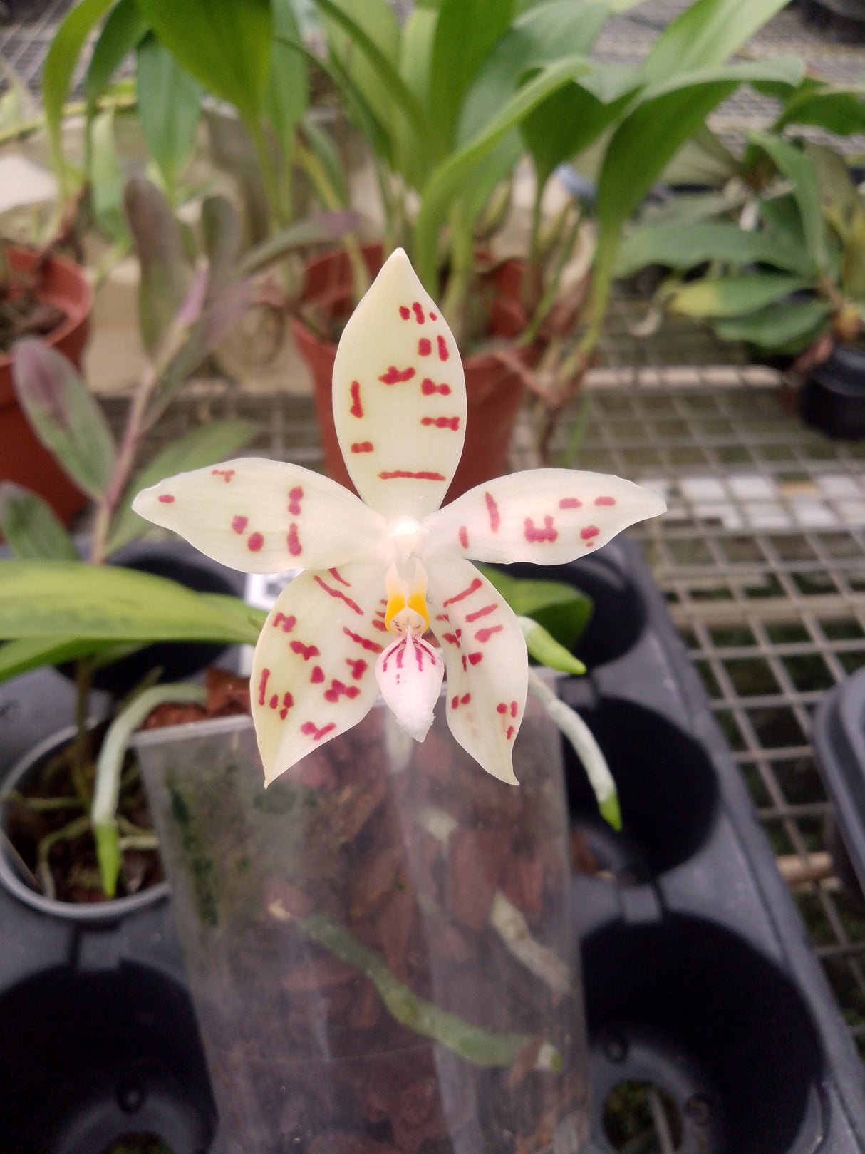 Phalaenopsis sumatrana (zebrina)