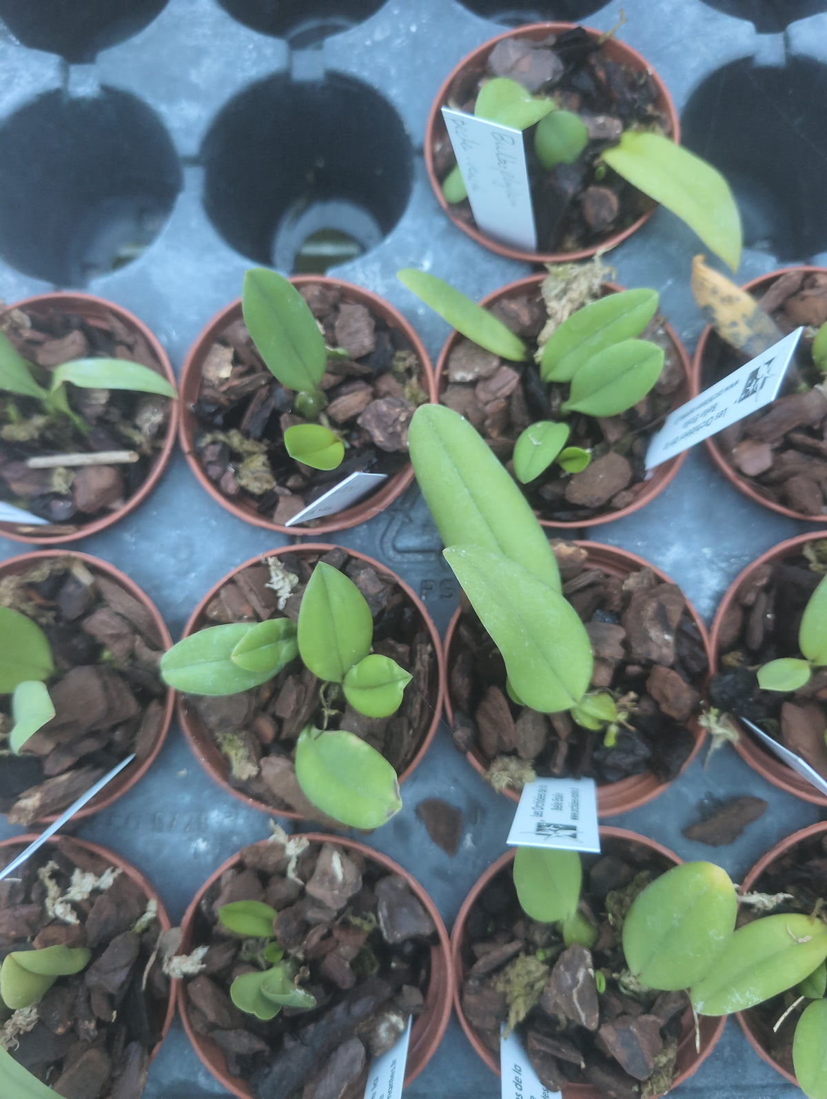Bulbophyllum pecten-veneris