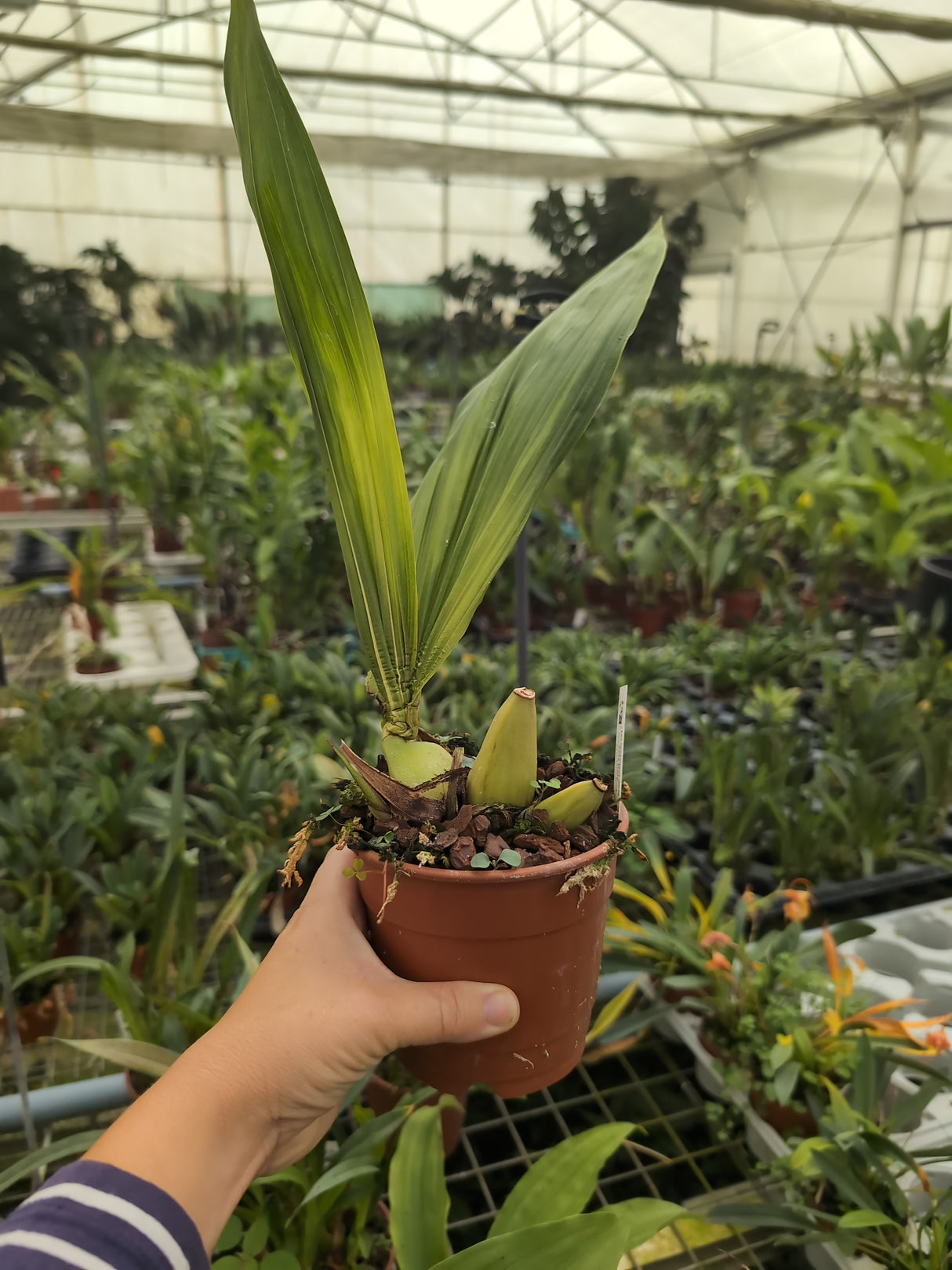 Sudamerlycaste cinnabarina