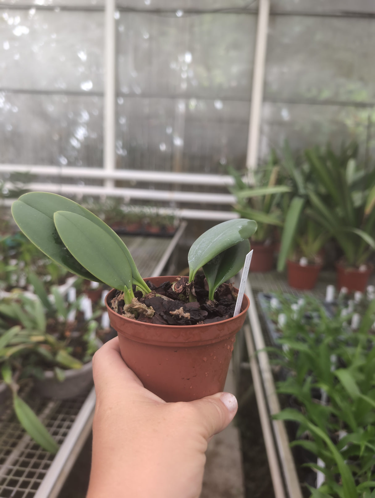 Bulbophyllum arfakianum