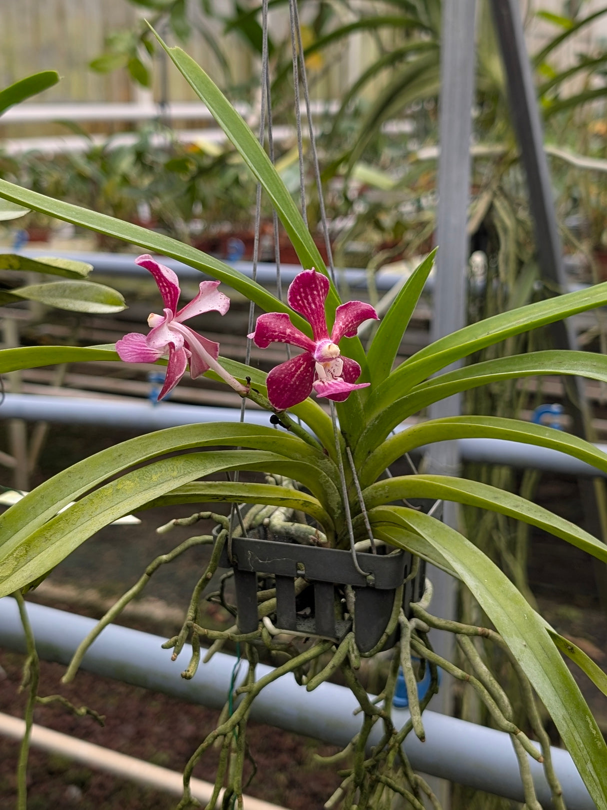 Vanda (Little Fancy x merillii) x Vanda (insignis x Mimi Palmer)