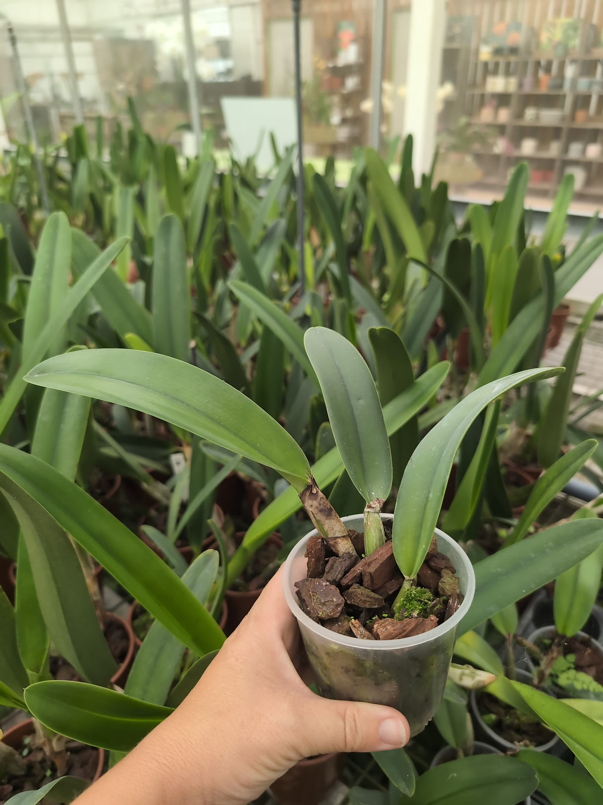 Rhyncholaeliocattleya Barbara Jewel