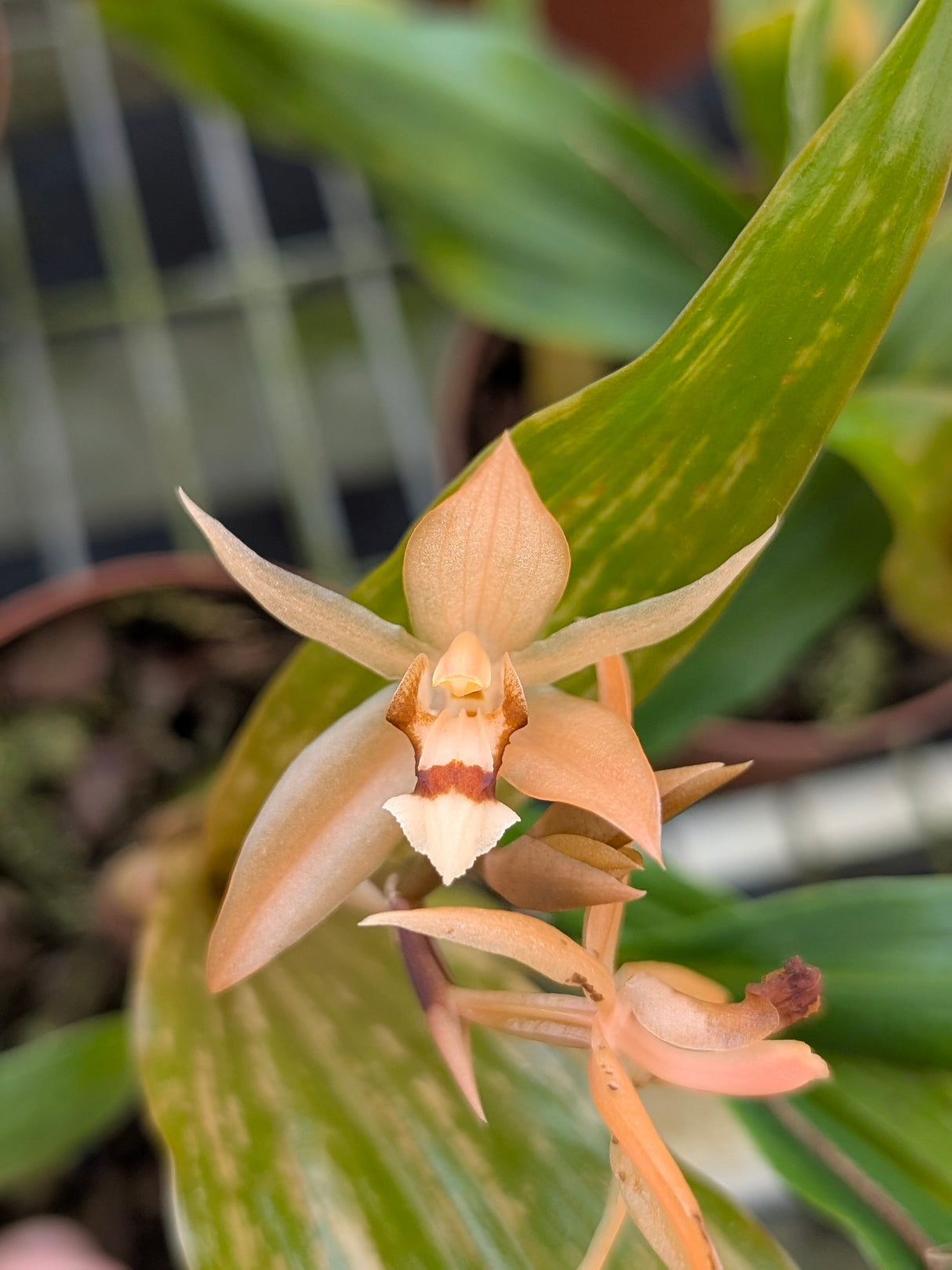 Coelogyne speciosa x miniata