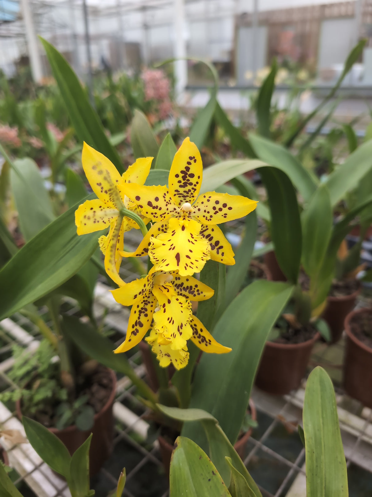 Odontocidium Tiger Barb