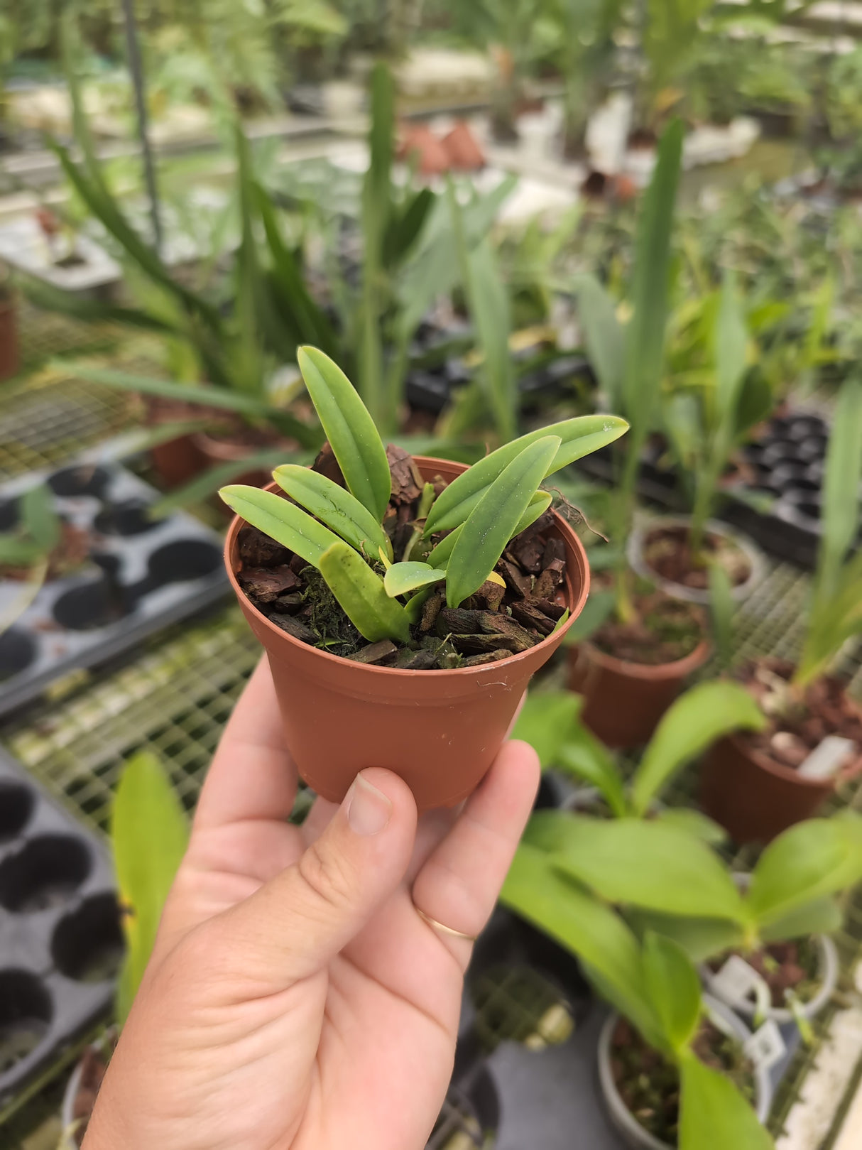 Bulbophyllum salmoneum