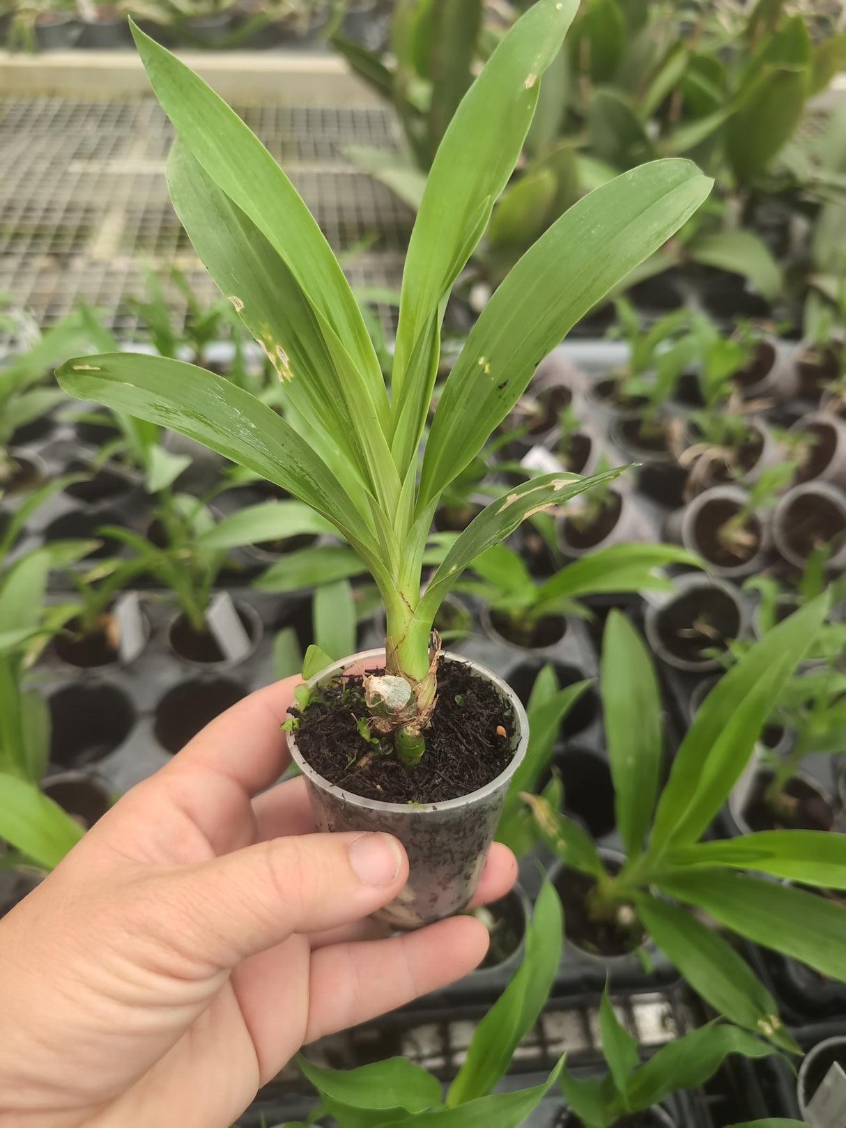 Mormodes Exotic Treat SVO x Aftermath SVO Nuclear Fallout