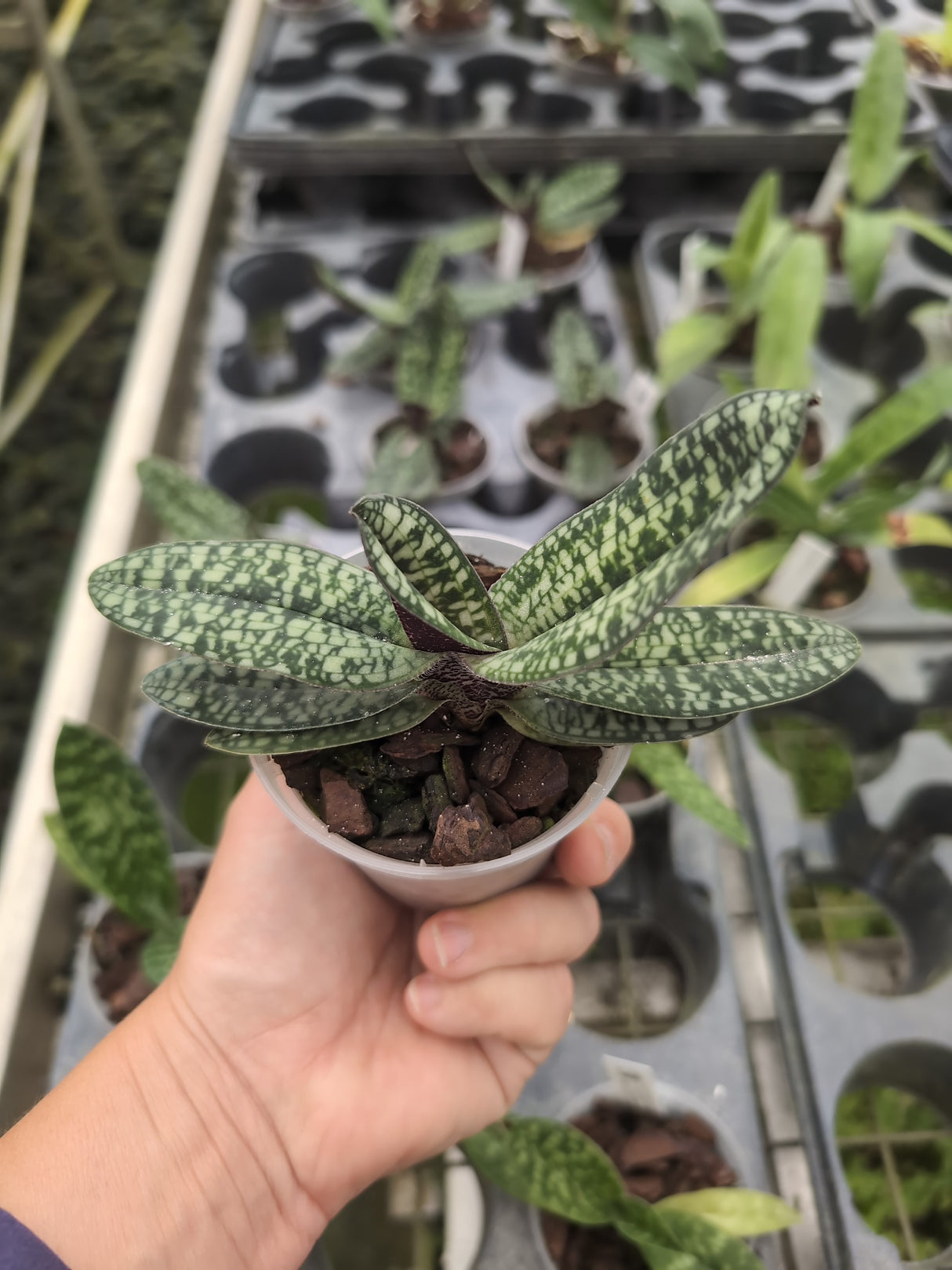 Paphiopedilum delenatii