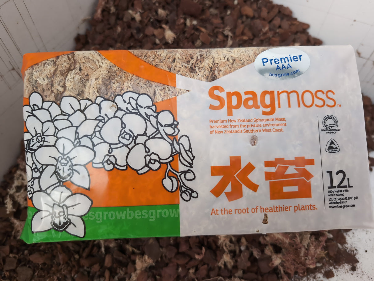 Sphaigne de Nouvelle Zélande