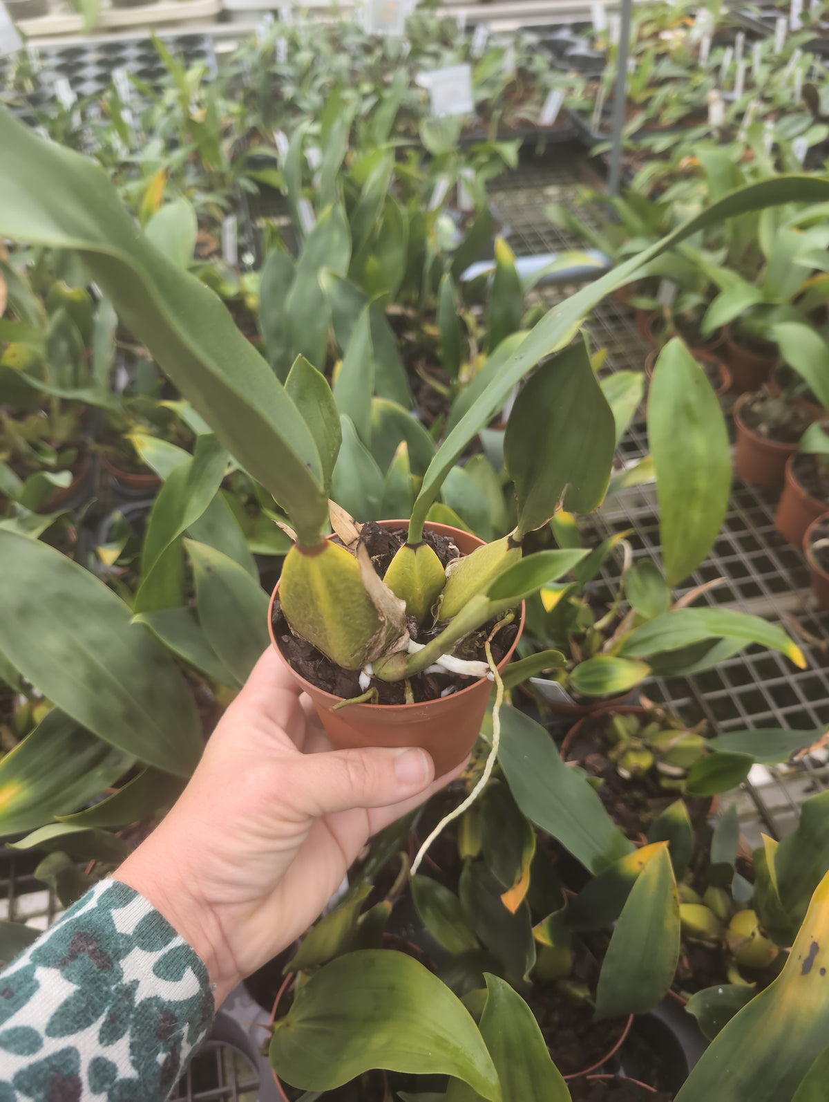 Bifrenaria tyrianthina