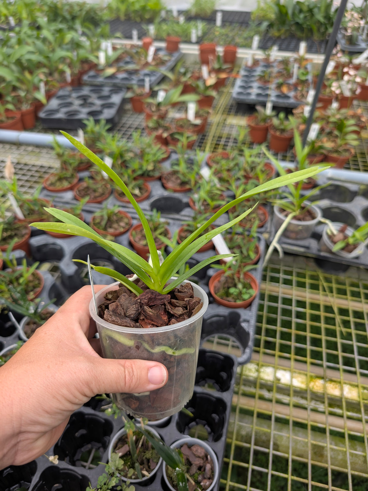 Vanda bensonii