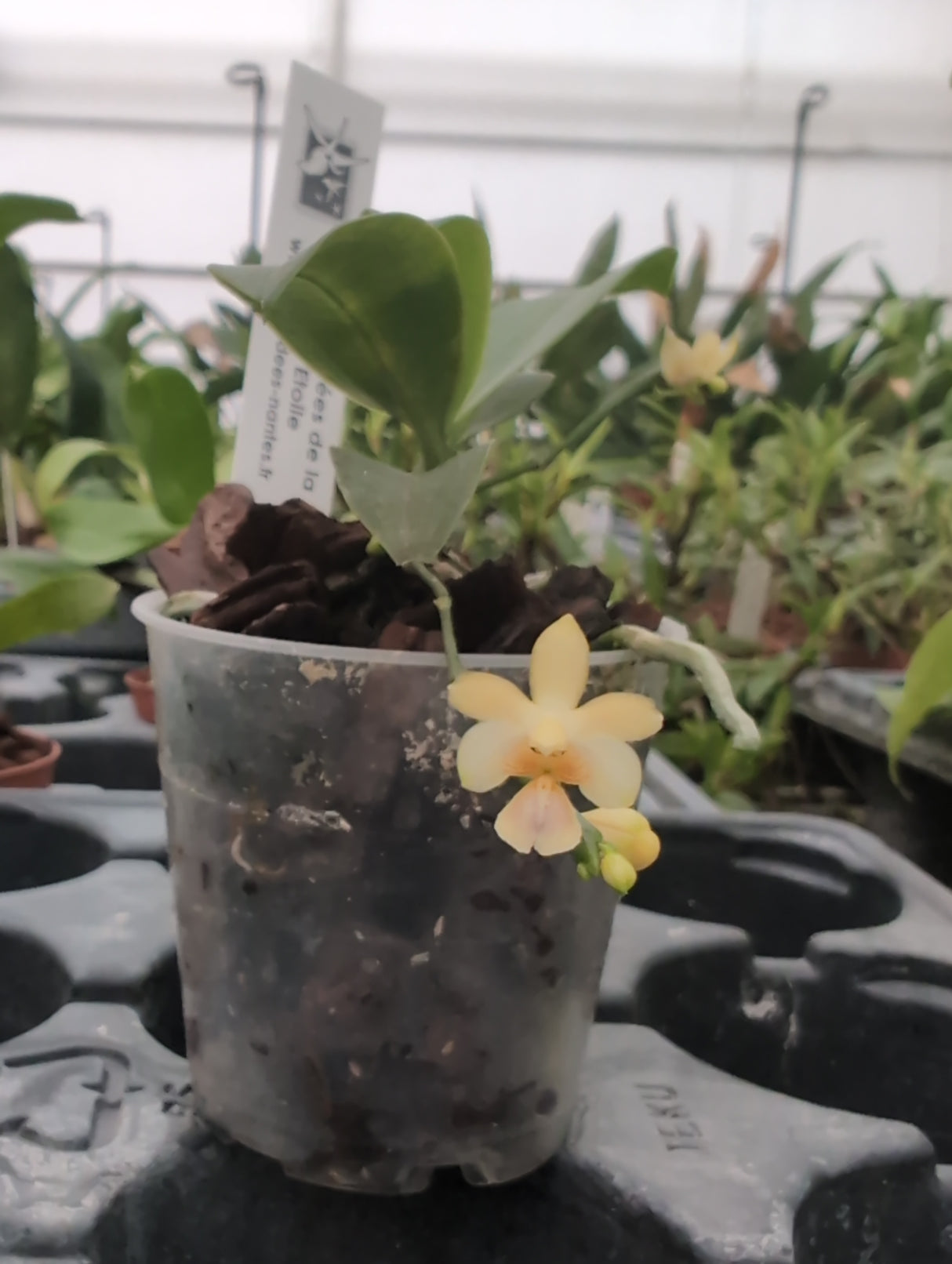 Phalaenopsis deliciosa var. hookerianum