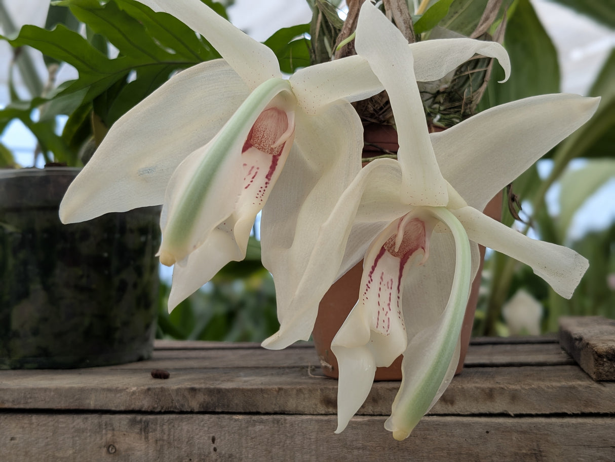 Stanhopea grandiflora