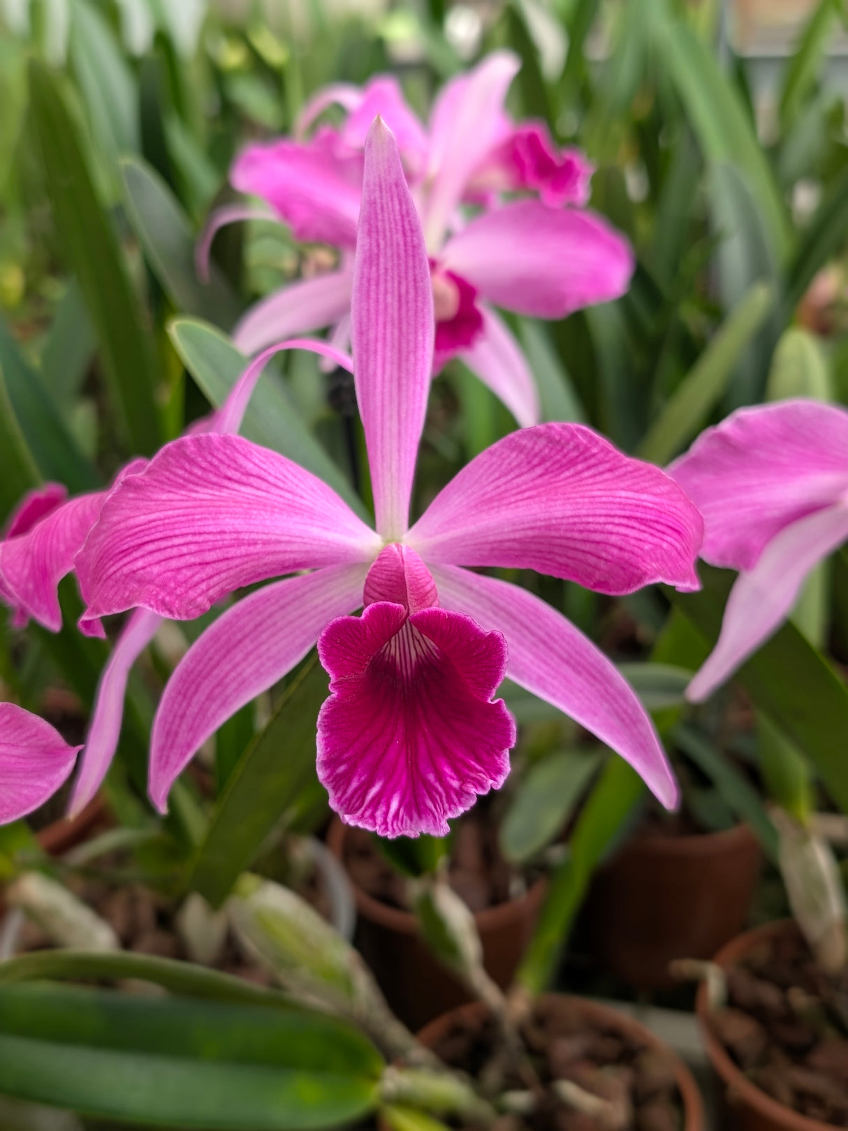 Laelia purpurata var. sanguinea