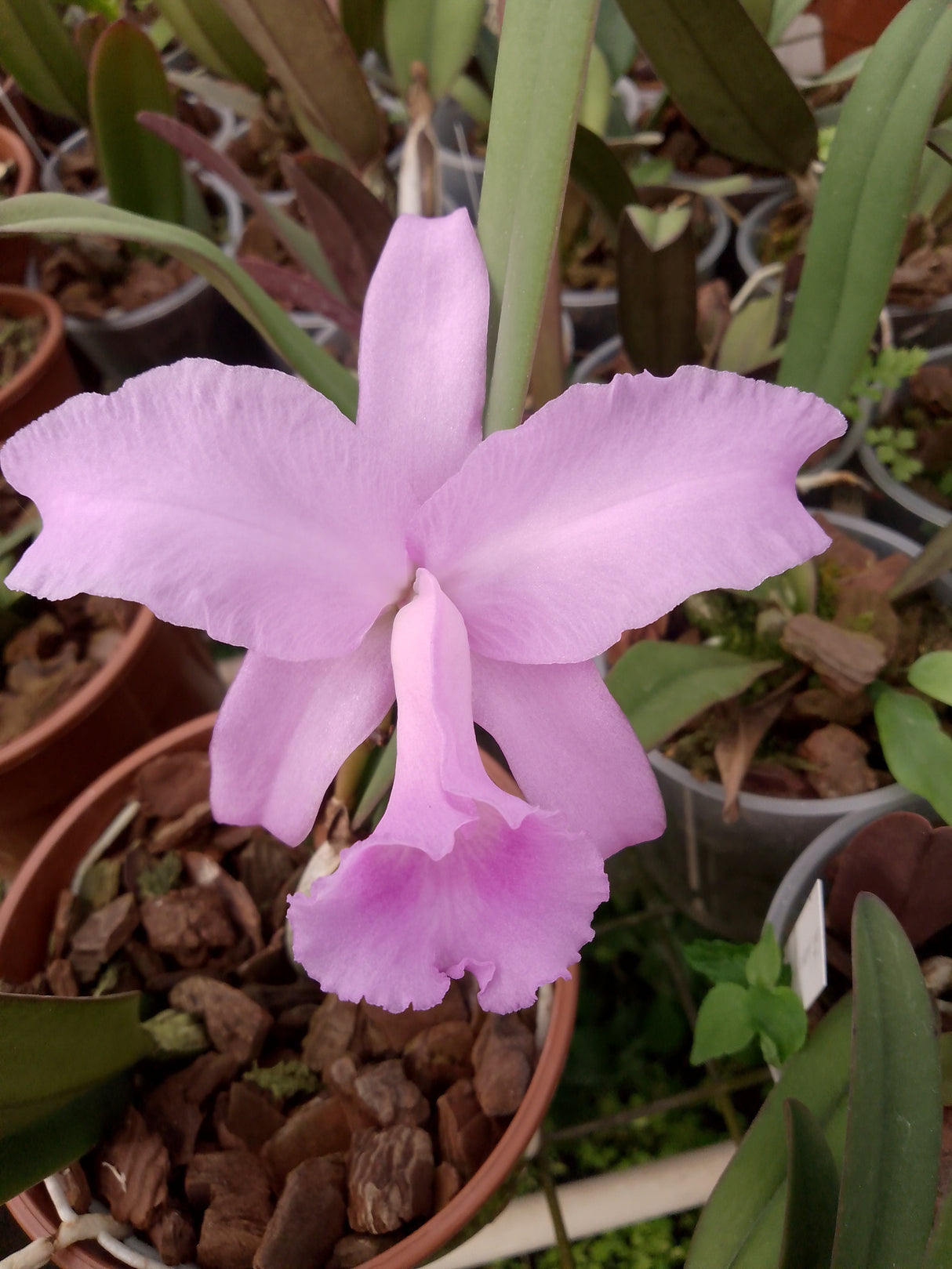 Cattleya lawrenceana
