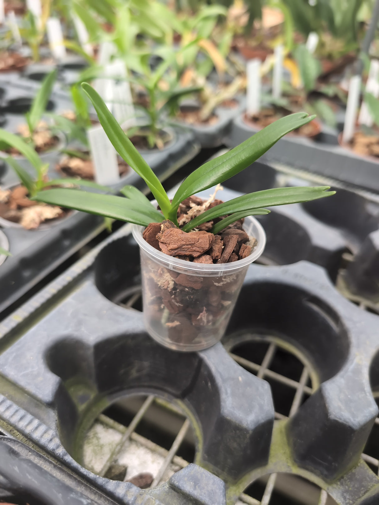 Jumellea arborescens