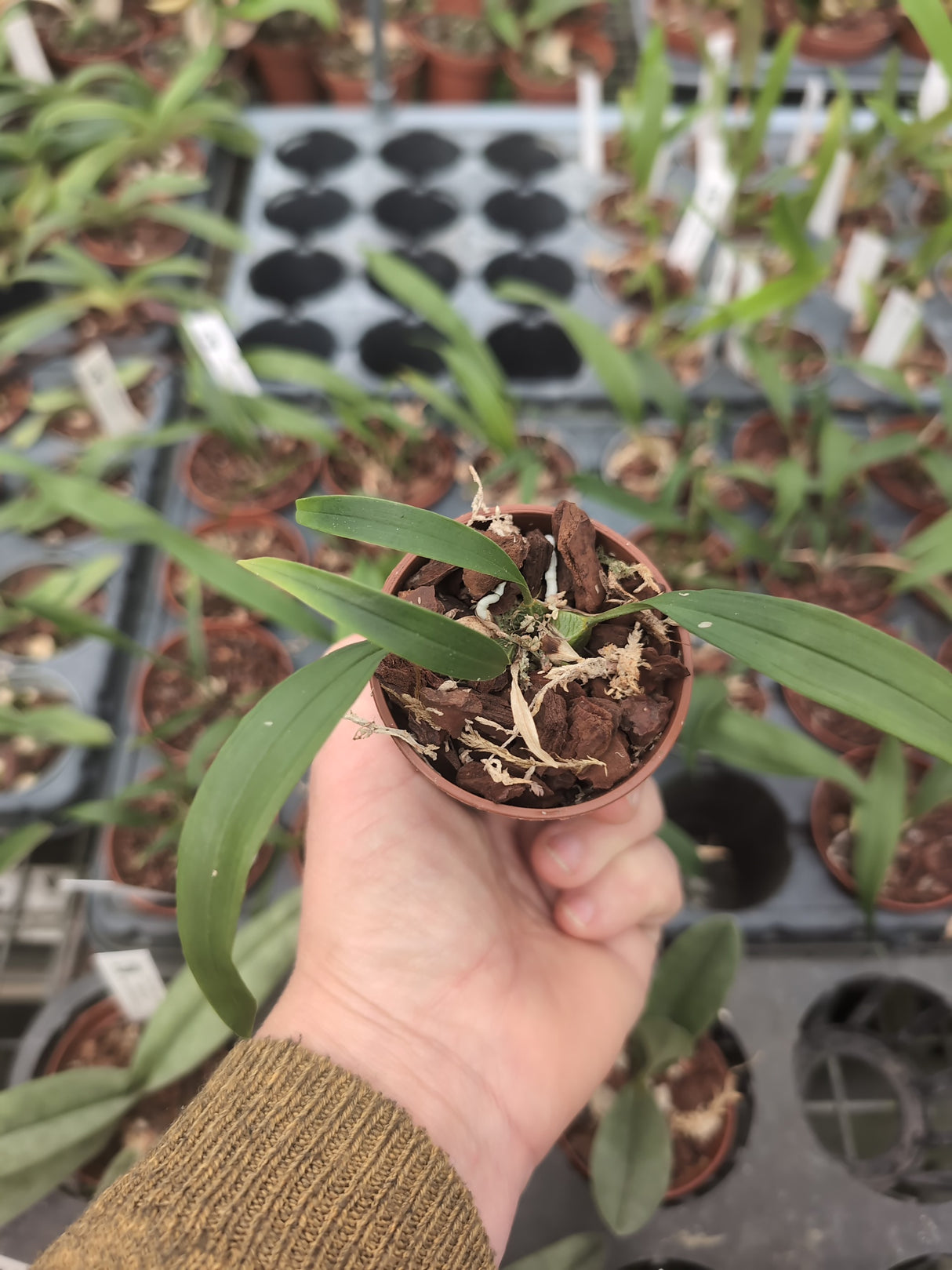 Bifrenaria aureofulva