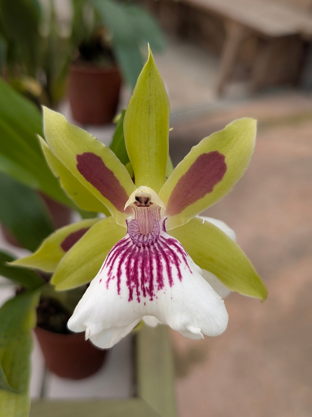 Zygopetalum Rhein Harlequin
