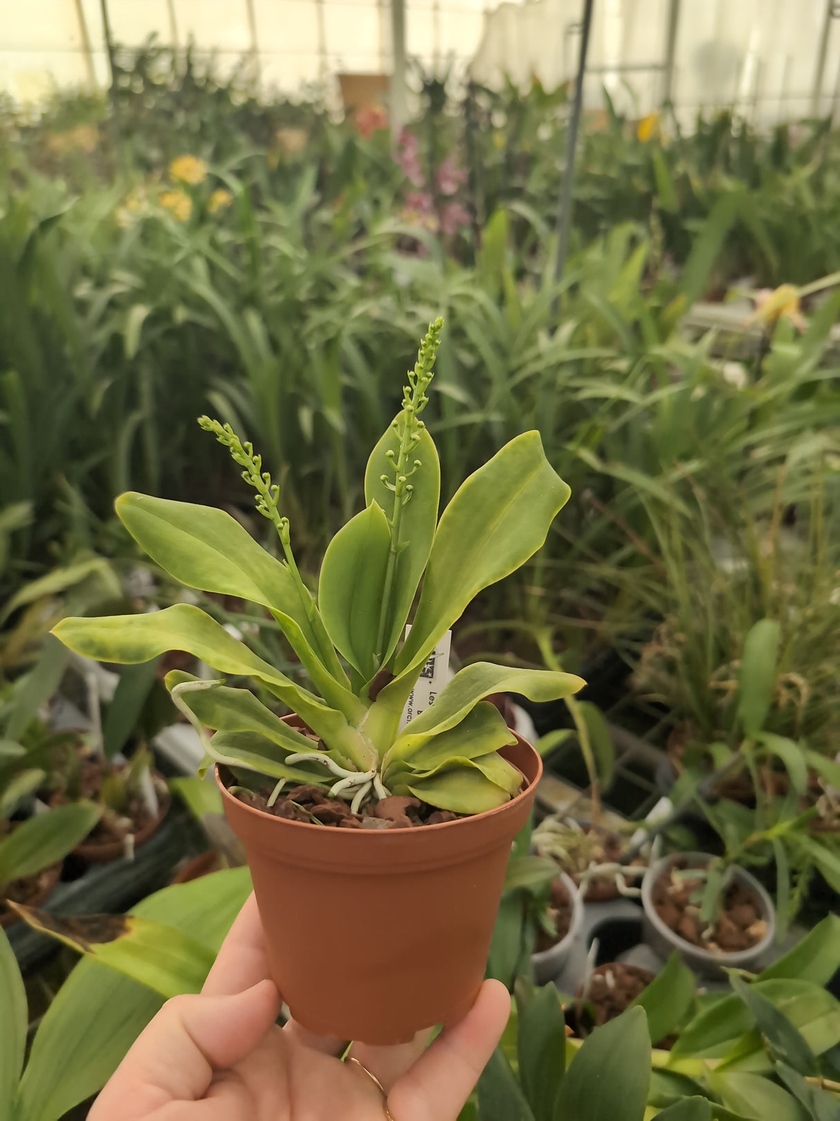 Zygostates grandiflora