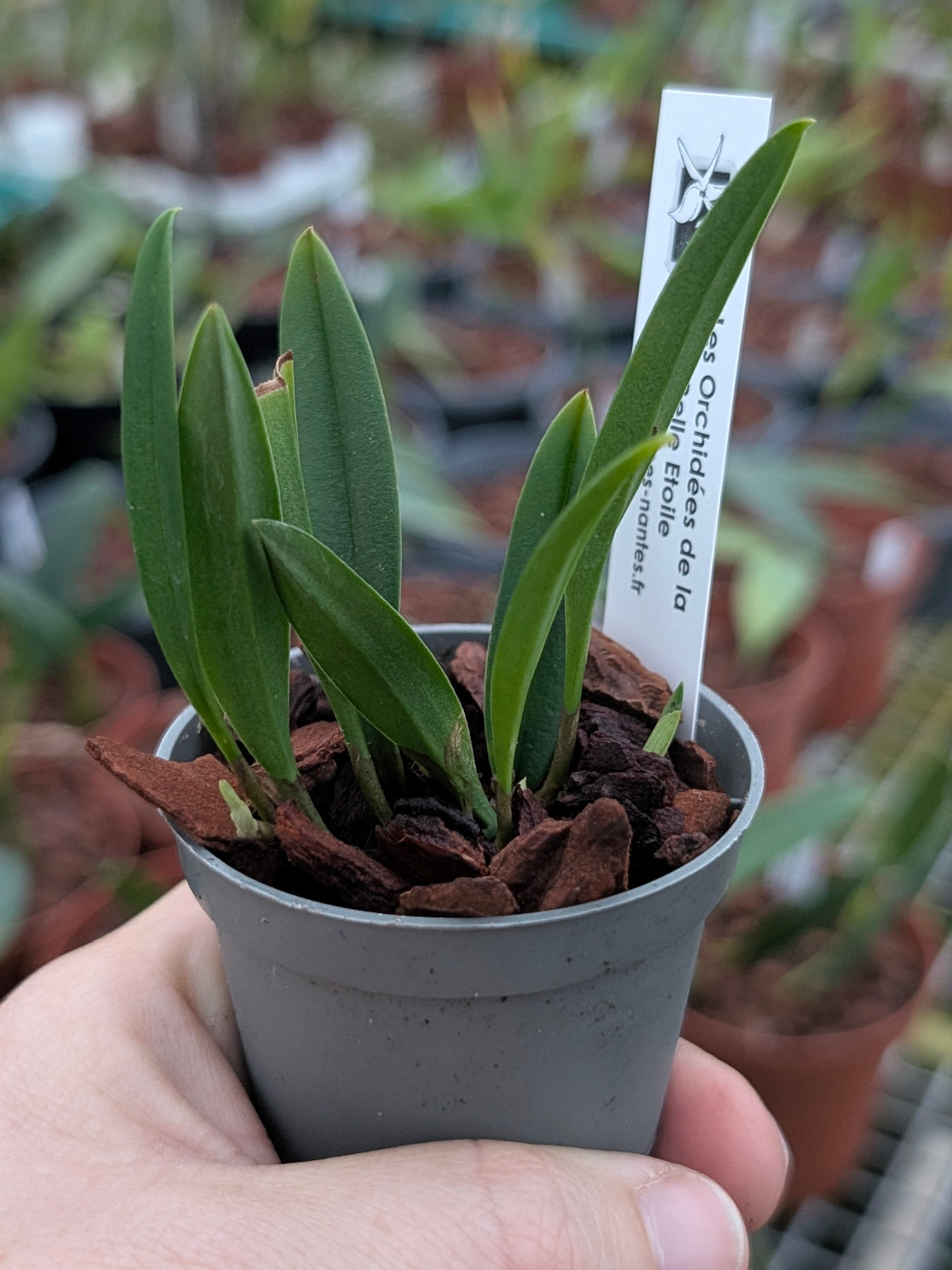Bulbophyllum flavescens