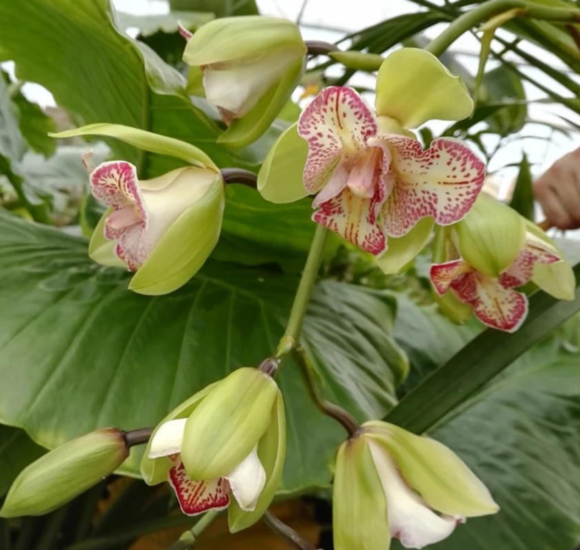 Cymbidium Green Valley Emerald Tri-lips