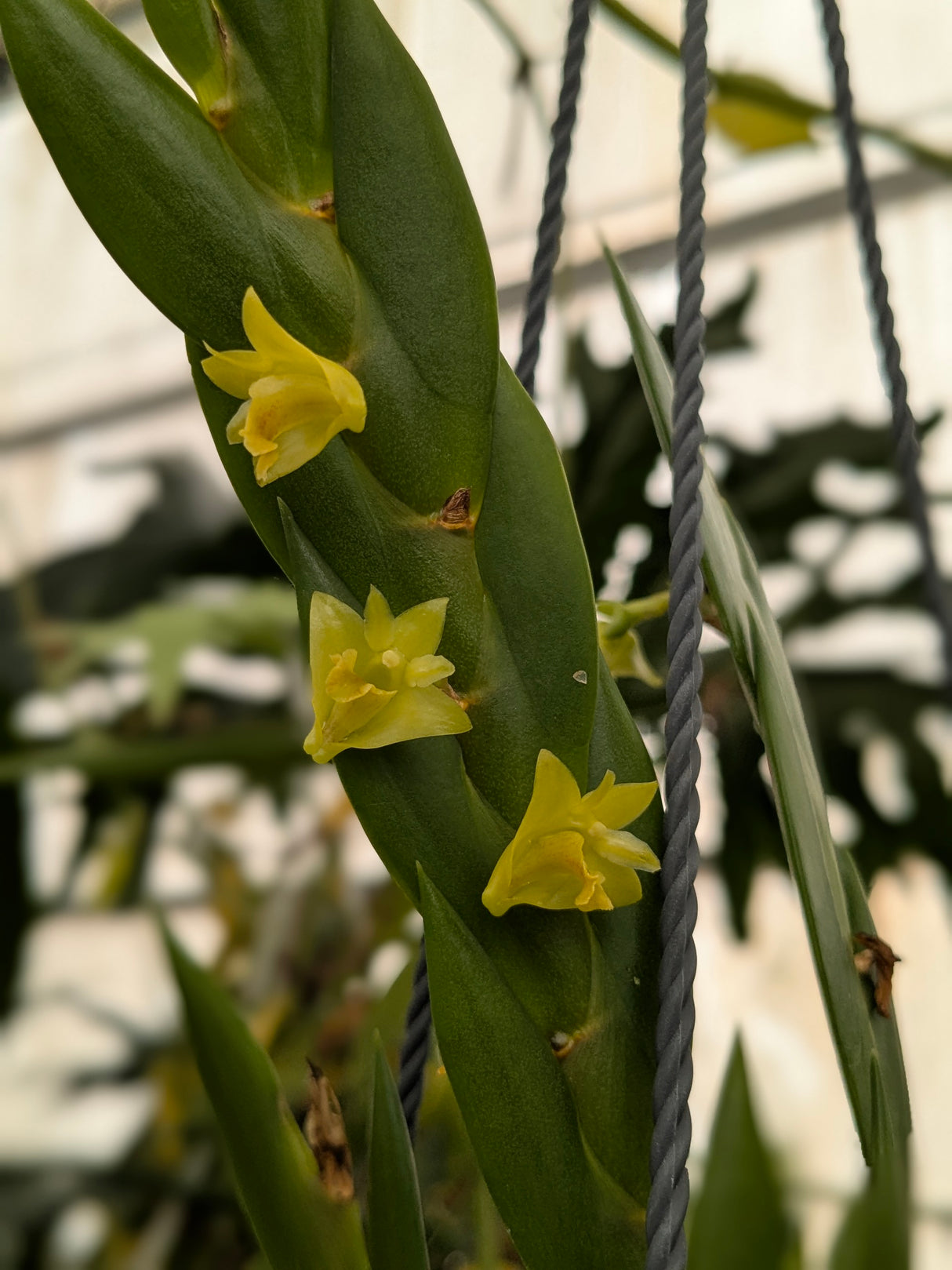 Dendrobium keithii