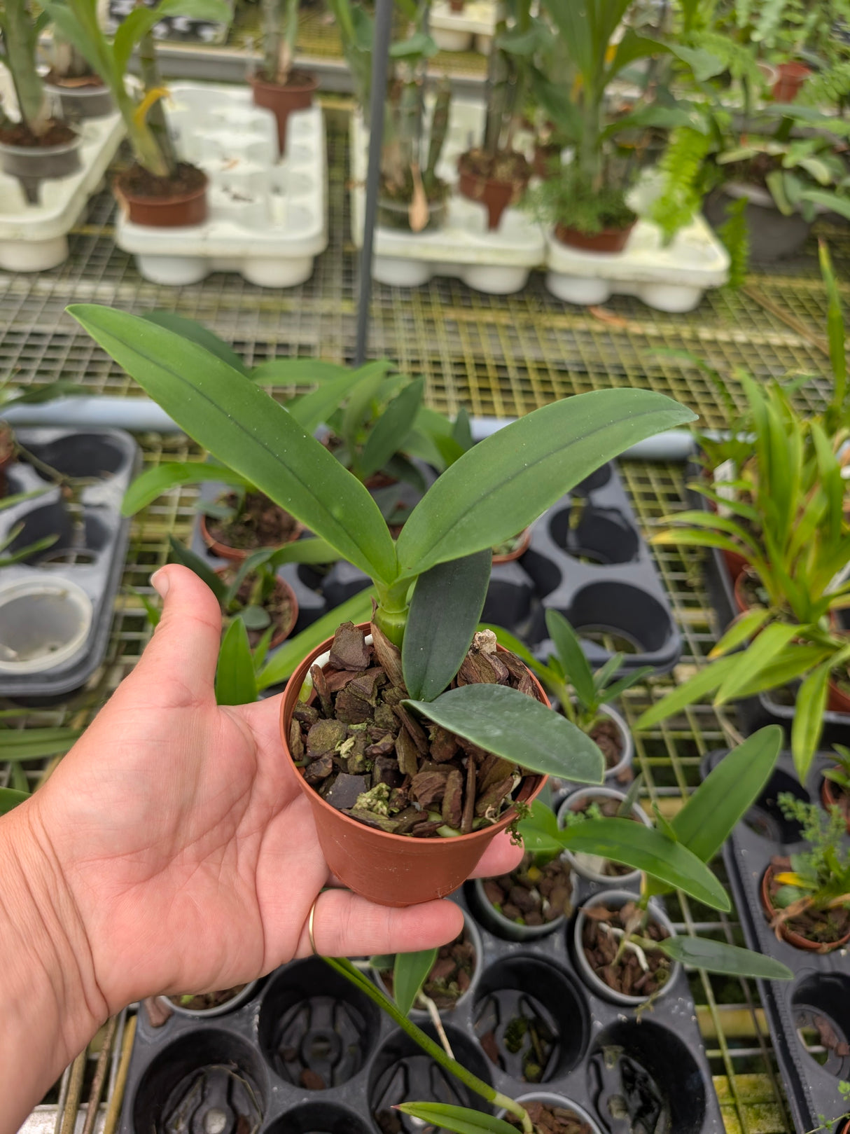 Laelianthe Cruzan Gold