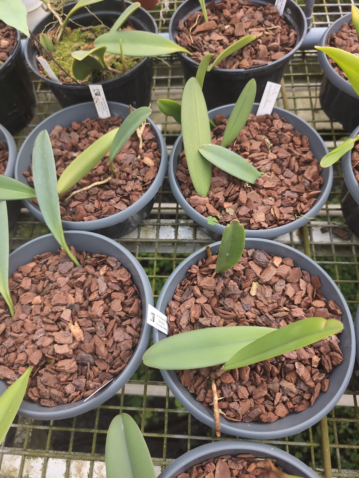 Bulbophyllum megalanthum