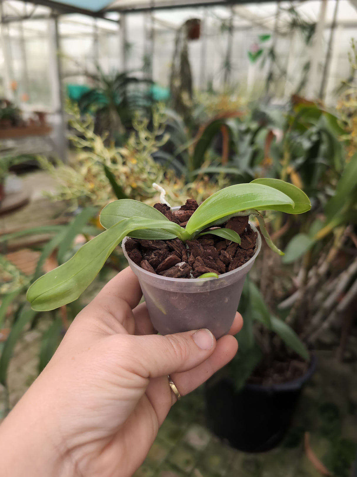 Phalaenopsis bastianii