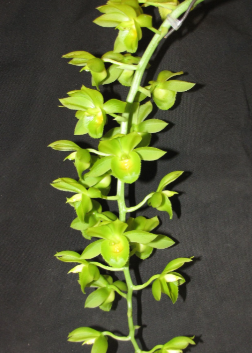 Clowesetum Mark's Green Goddess "Mark's Gorgeous Girl"