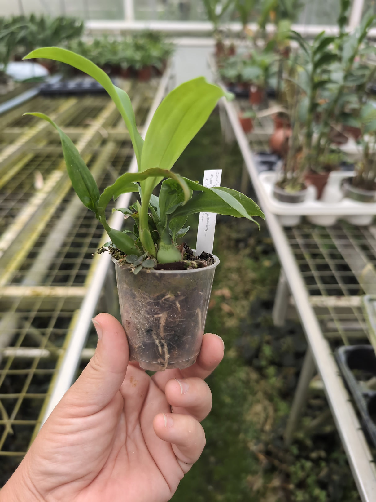 Coelogyne ecarinata x speciosa x lawrenceana